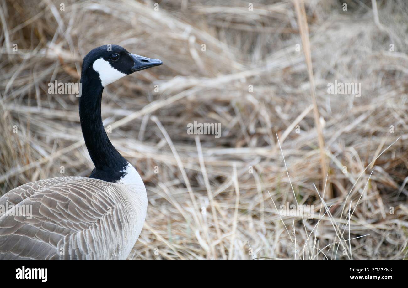 Eine kanadische Gans, um im Frühjahr eine Mahlzeit mit Gras zu essen. Stockfoto