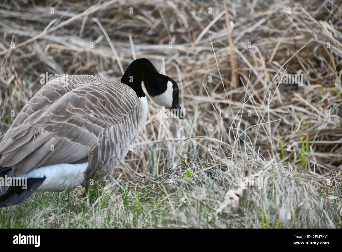 Eine kanadische Gans, um im Frühjahr eine Mahlzeit mit Gras zu essen. Stockfoto
