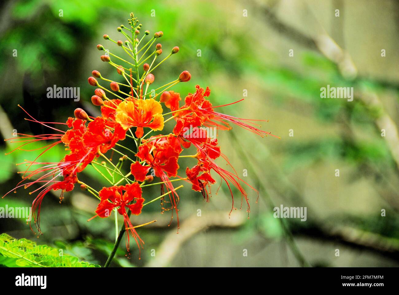 Die exotischen orange und gelben Blüten der tropischen Pfauenblume mit Grün in verschwommenem Hintergrund. Stockfoto