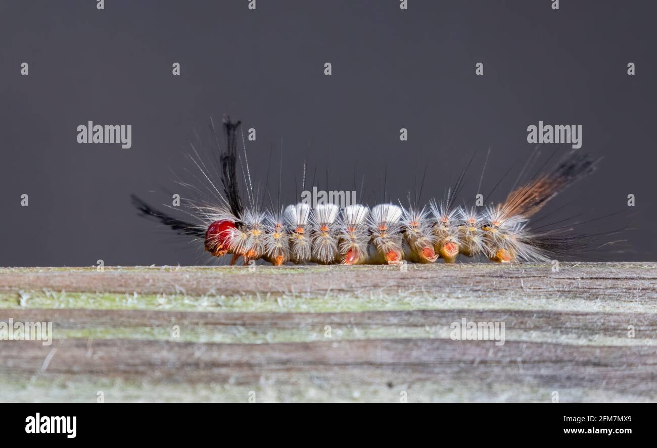 Weiß markierte Raupe der Stoßfalter (Orgyia leucostigma) Stockfoto
