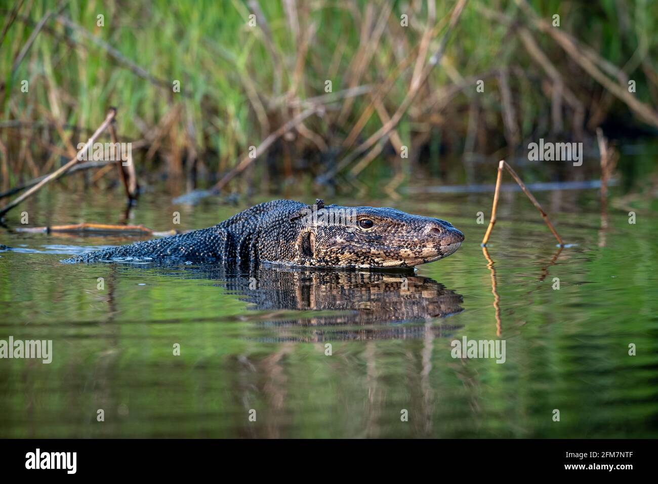 Der asiatische Wassermonitor (Varanus-Salvator), auch gewöhnlicher Wassermonitor genannt, ist eine große Varanideneidechse, die in Süd- und Südostasien beheimatet ist. Stockfoto