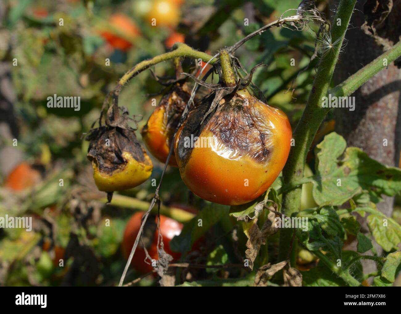 Tomatenkrankheit und Behandlung. Eine sterbende Tomatenpflanze mit roten Tomaten, die mit einer spätblutigen Tomatenerkrankung infiziert ist. Stockfoto