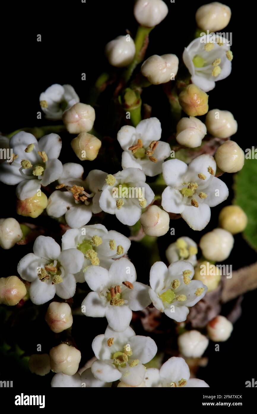 Weiße kleine Blume blühende Viburnum tinus L. Familie adoxaceae botanische moderne hochwertige großformatig Drucke Stockfoto