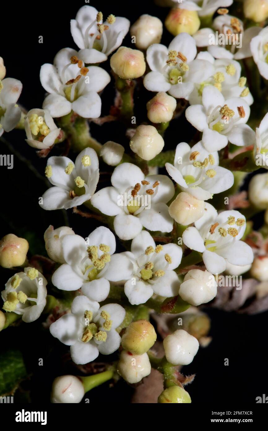 Weiße kleine Blume blühende Viburnum tinus L. Familie adoxaceae botanische moderne hochwertige großformatig Drucke Stockfoto
