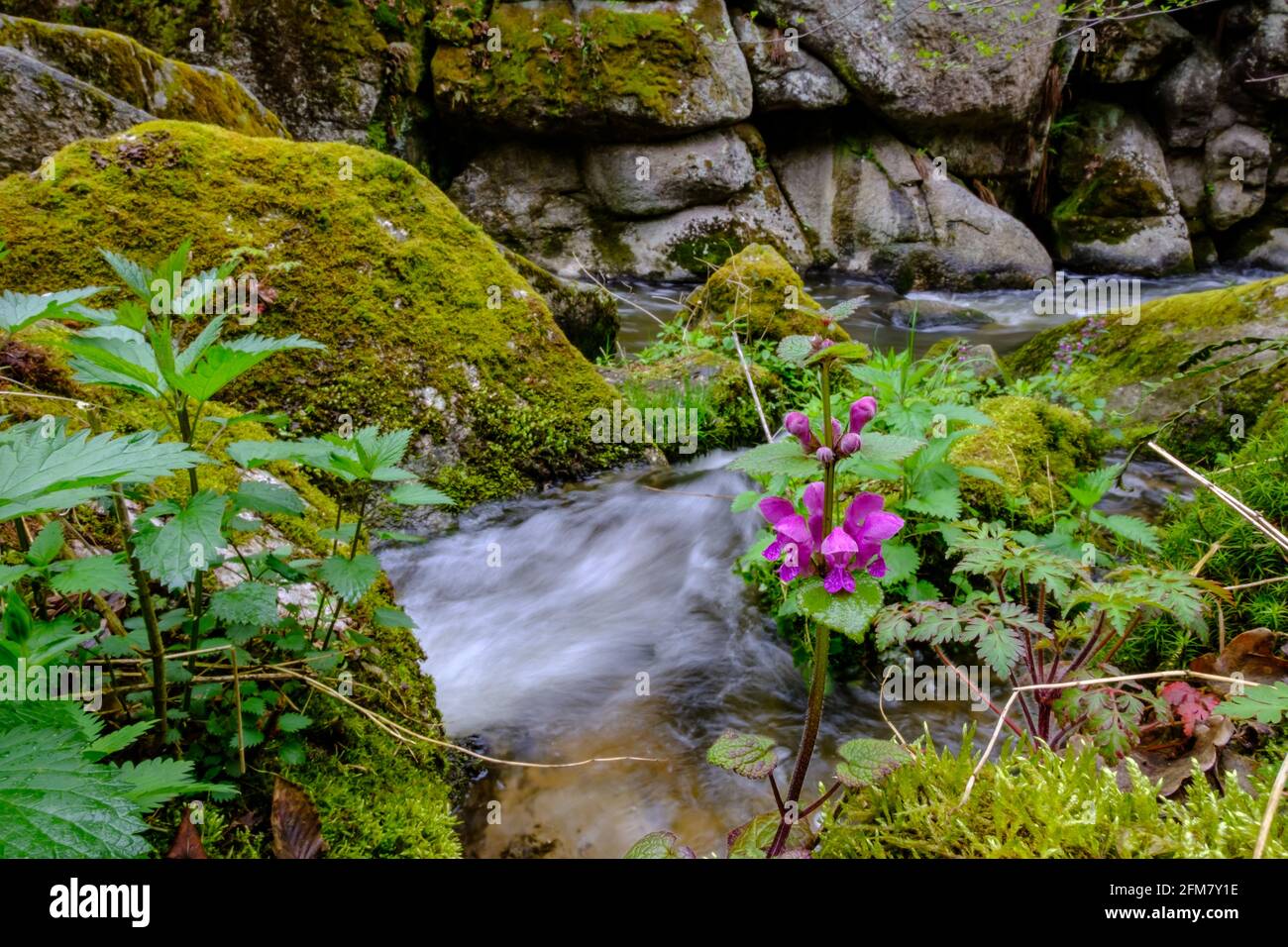 Totes Nittle in der Nähe einer Kaskade auf dem Fluss aist in Das Tal Aisttal bei pregarten in der oberösterreichischen Region mühlviertel Stockfoto