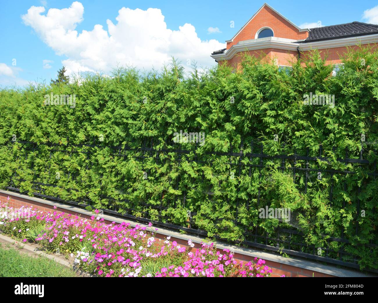 Ein schmiedeeiserner, gusseiserner Zaun mit einem dicken smaragdgrünen Thuja, einer grünen Hecke mit Arborvitae, einer Sichtschutz-Hecke und einem schmalen Blumenbeet mit Petunienblüten. Stockfoto