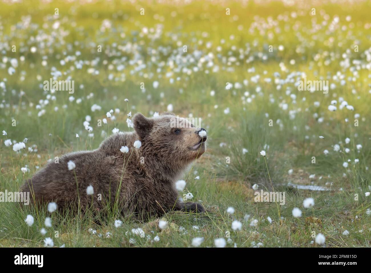 Braunbär liegt im Sommer im finnischen Moor Abend Stockfoto