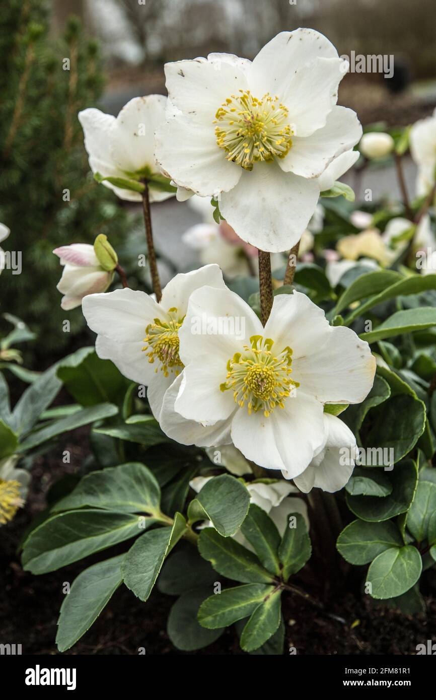 Helleborus niger - Weihnachtsrose Stockfoto