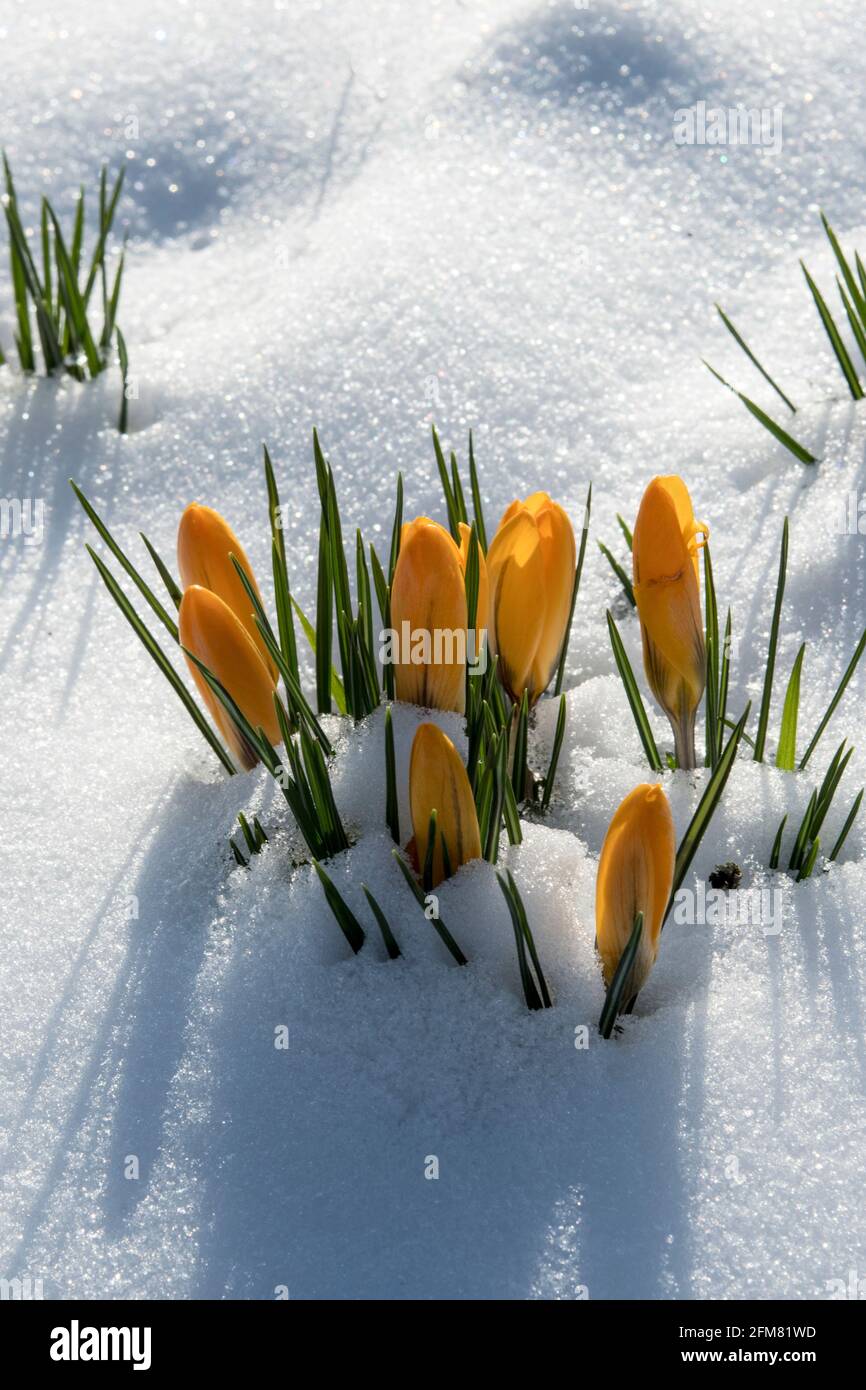 Crocus vernus - Holländischer Crocus Stockfoto