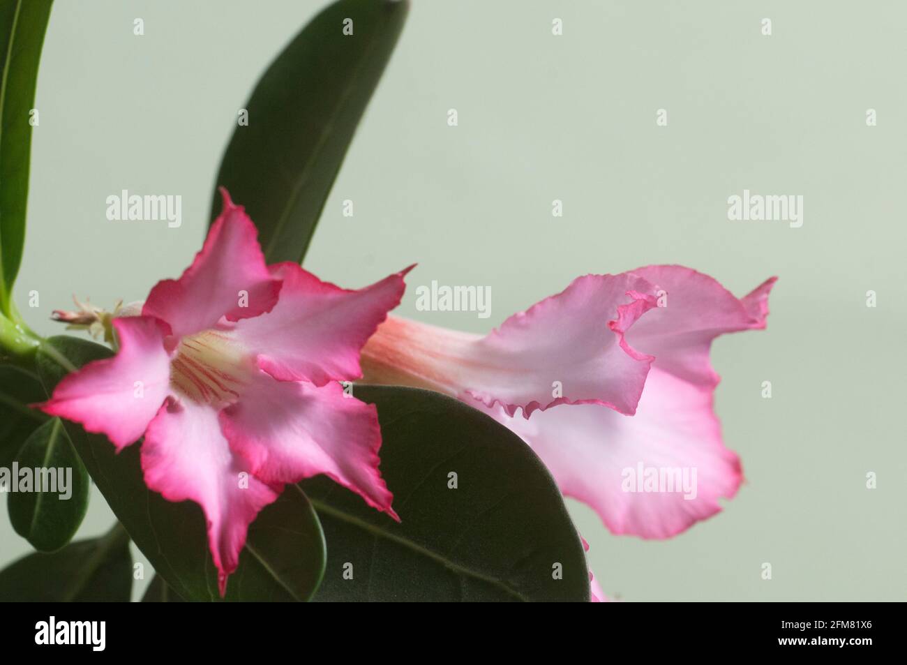 Adenium obesum Blume, Nahaufnahme, lokaler Fokus Stockfoto
