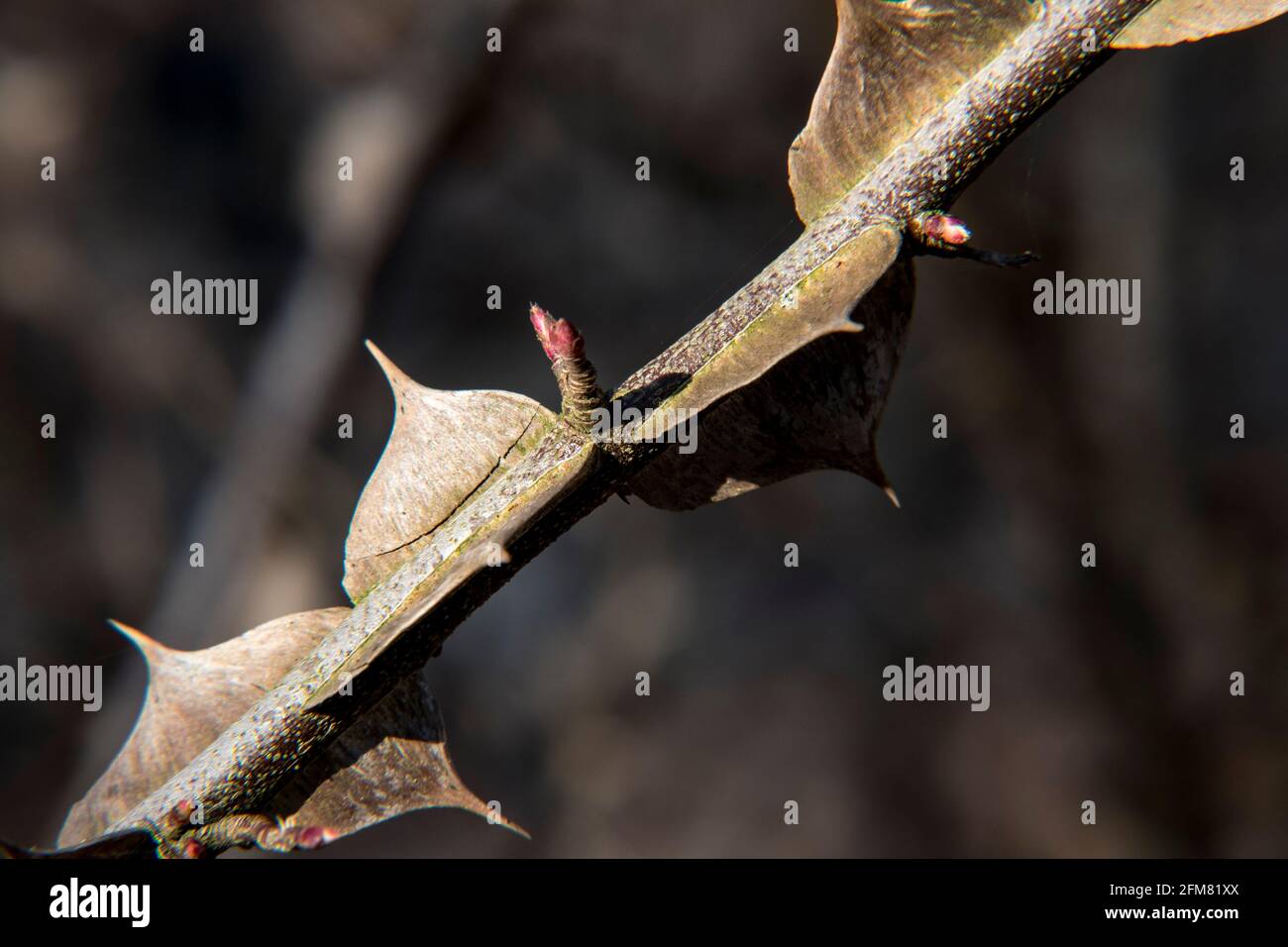 Rosa sericea var. omeiensis f. pteracantha Stockfoto