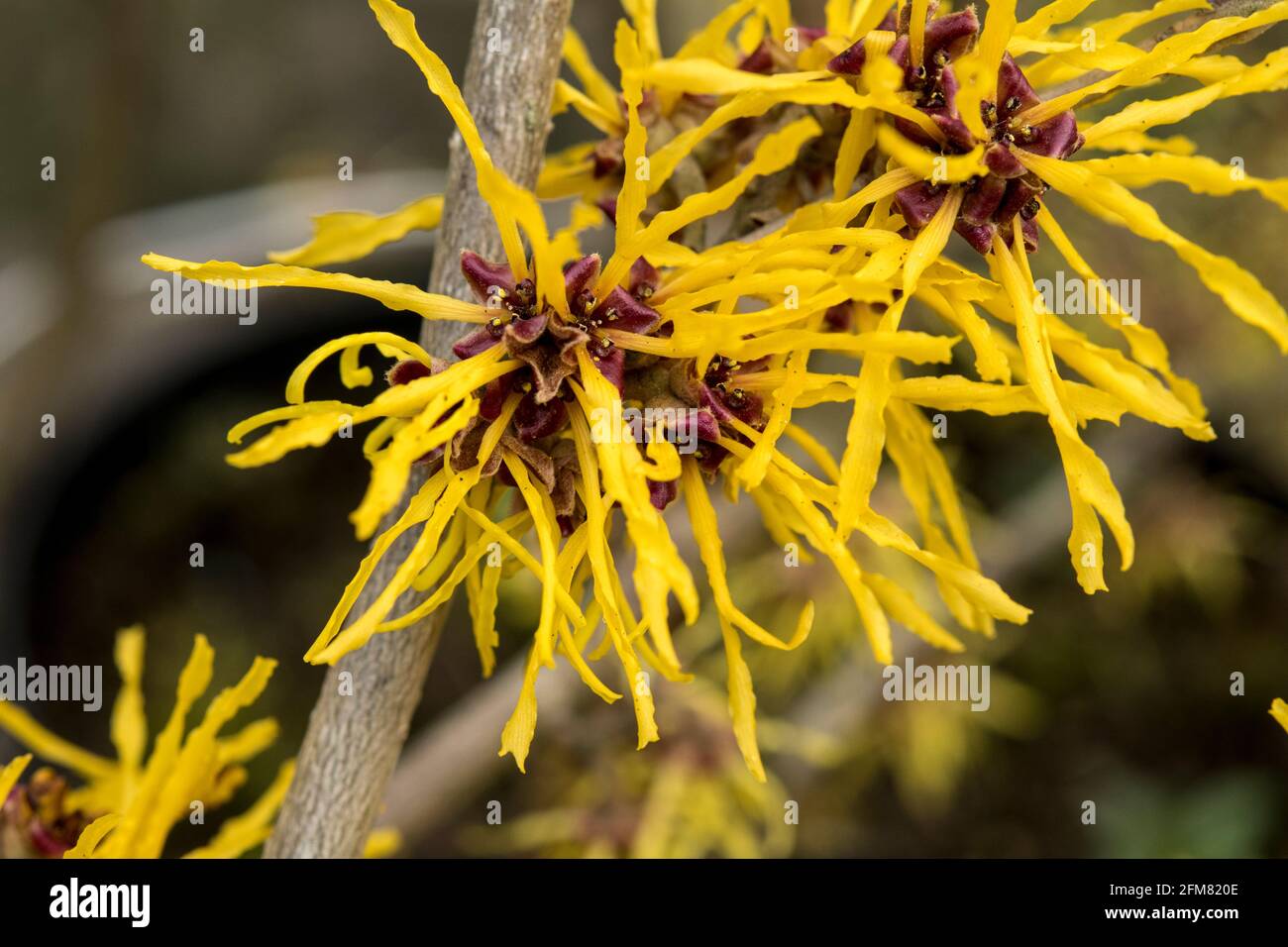 Hamamelis x intermedia „Amanda“ Stockfoto