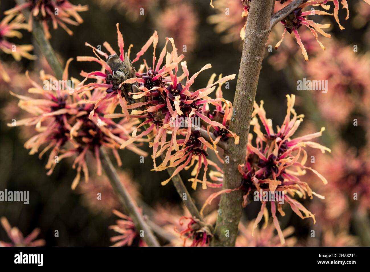 Hamamelis x intermedia ''Tosca' Stockfoto