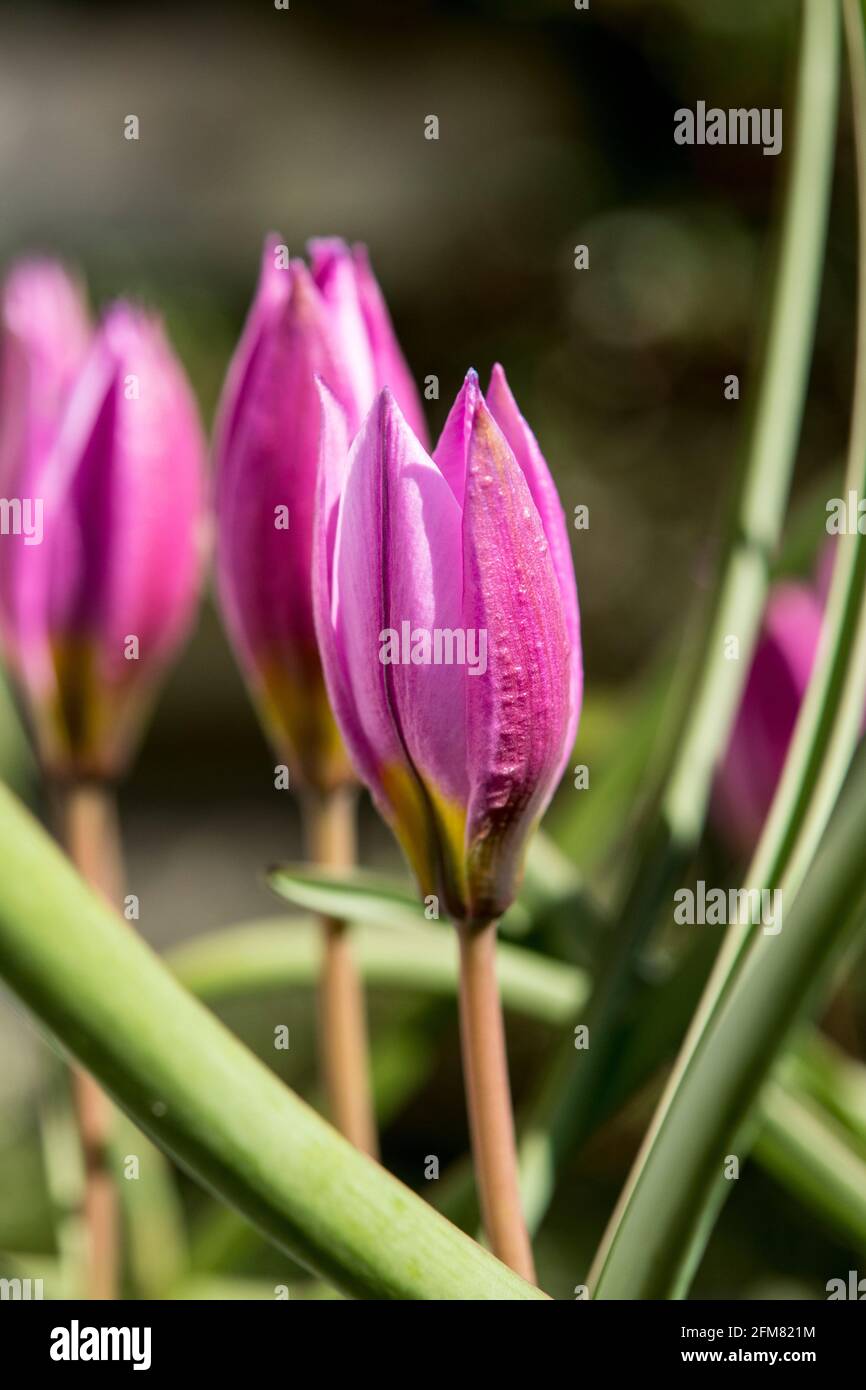 Tulipa humilis Stockfoto