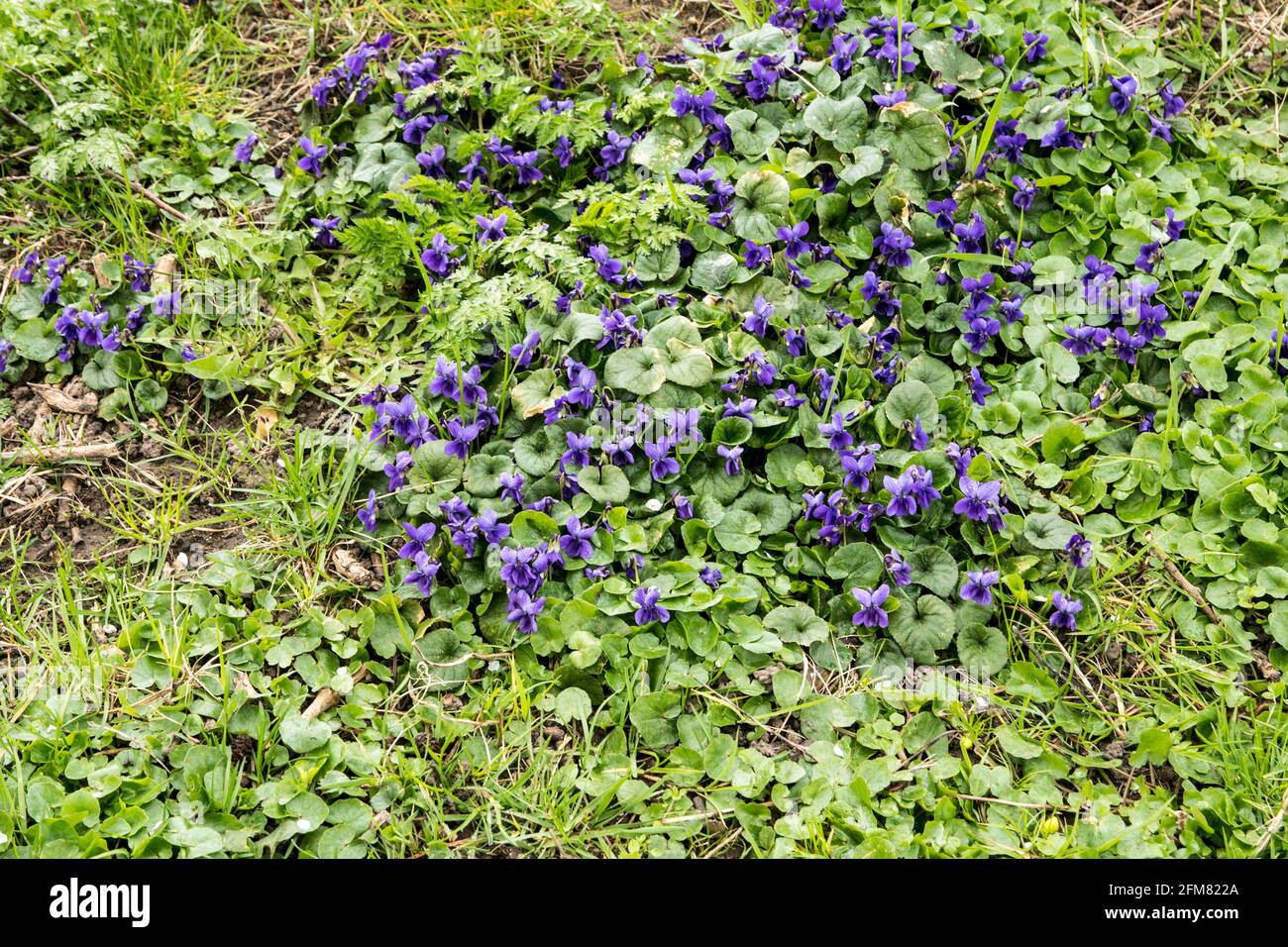 Viola odorata Stockfoto