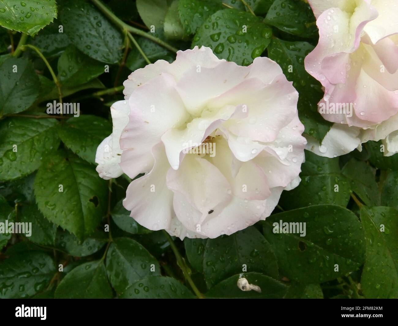 Une Rose Blanche, Frankreich Stockfoto