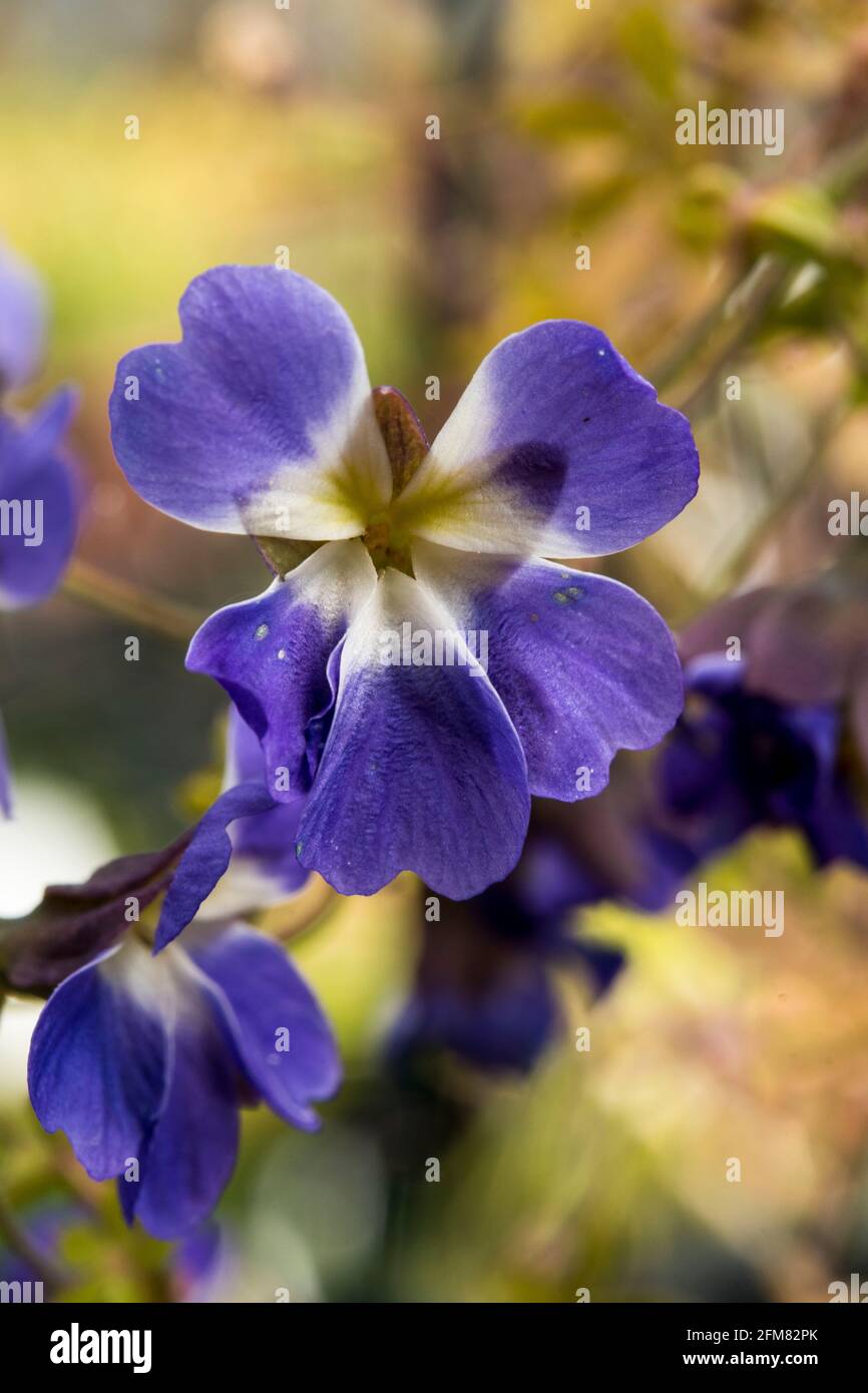 Tropaeolum azureum Stockfoto