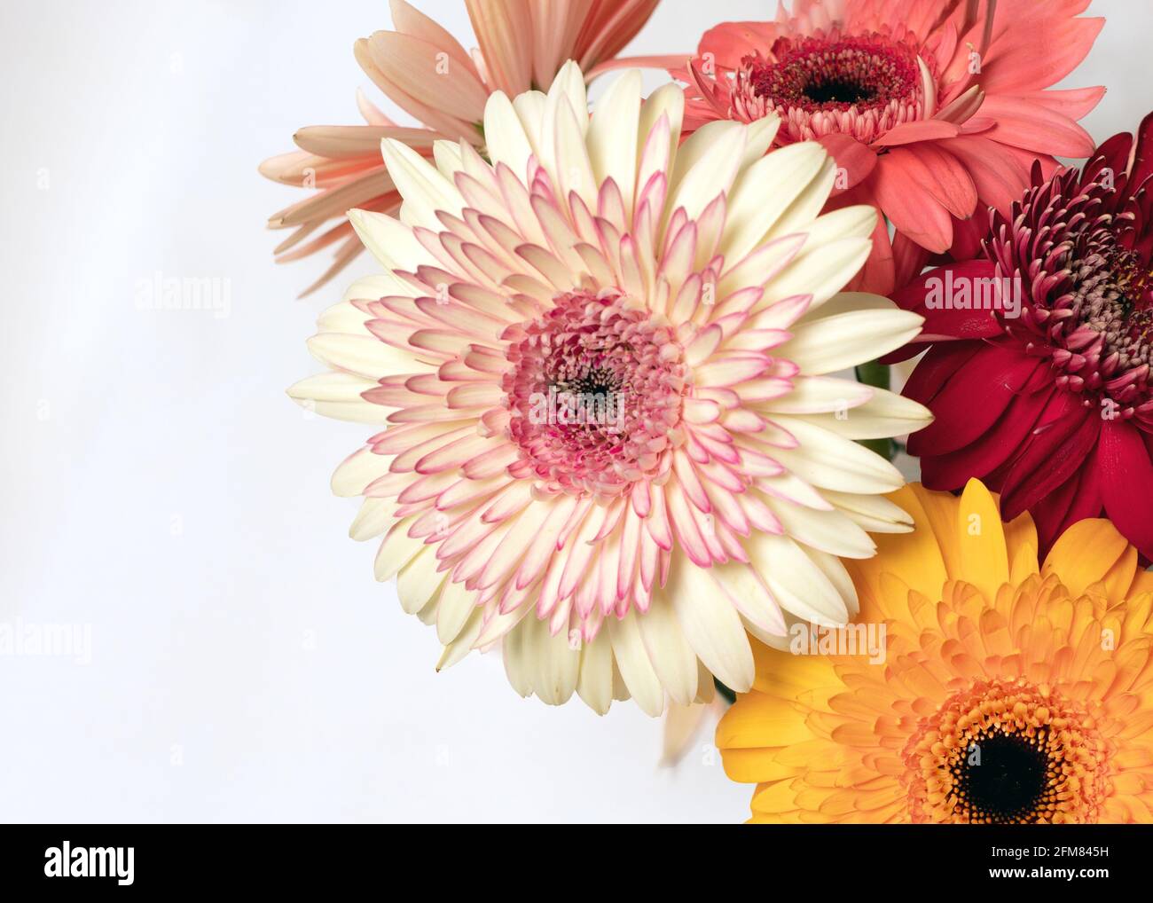 Nahaufnahme einer wunderschönen, farbenfrohen, weiß-roten Mischung aus Gerbera-Blüten auf weißem Hintergrund. Grußkarte mit Platz für die Beschriftung. Botanisch Stockfoto