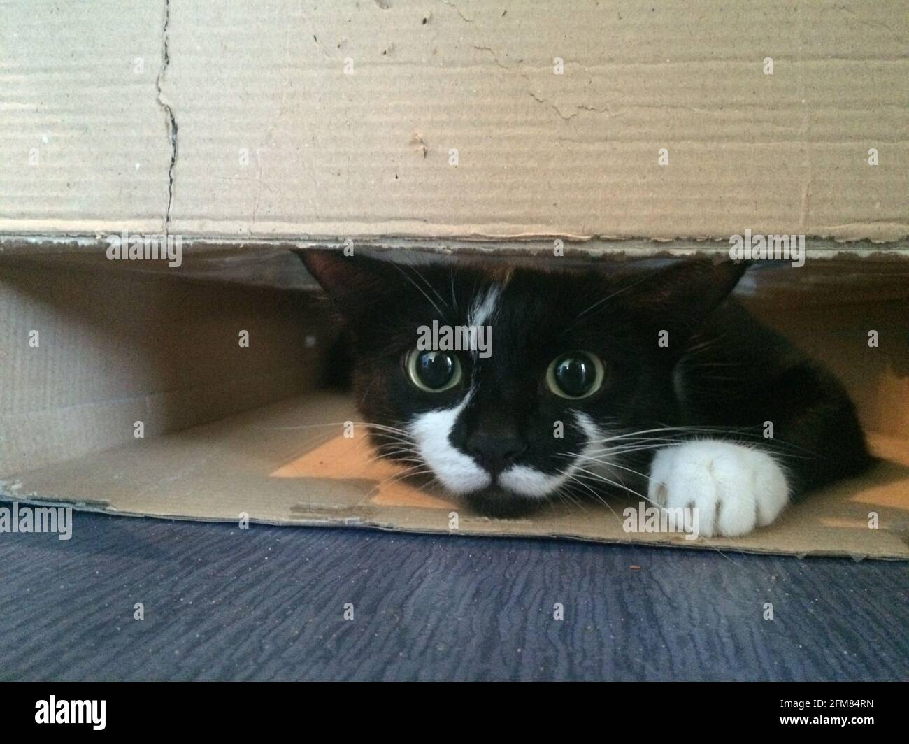 Nahaufnahme der niedlichen flachen Katze im Karton. Stockfoto