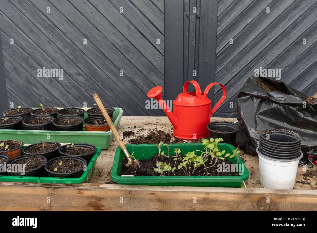 Frühling Gartenarbeit zu Hause, Vorbereitung für die Pflanzung von Setzlingen in den Boden. Stockfoto