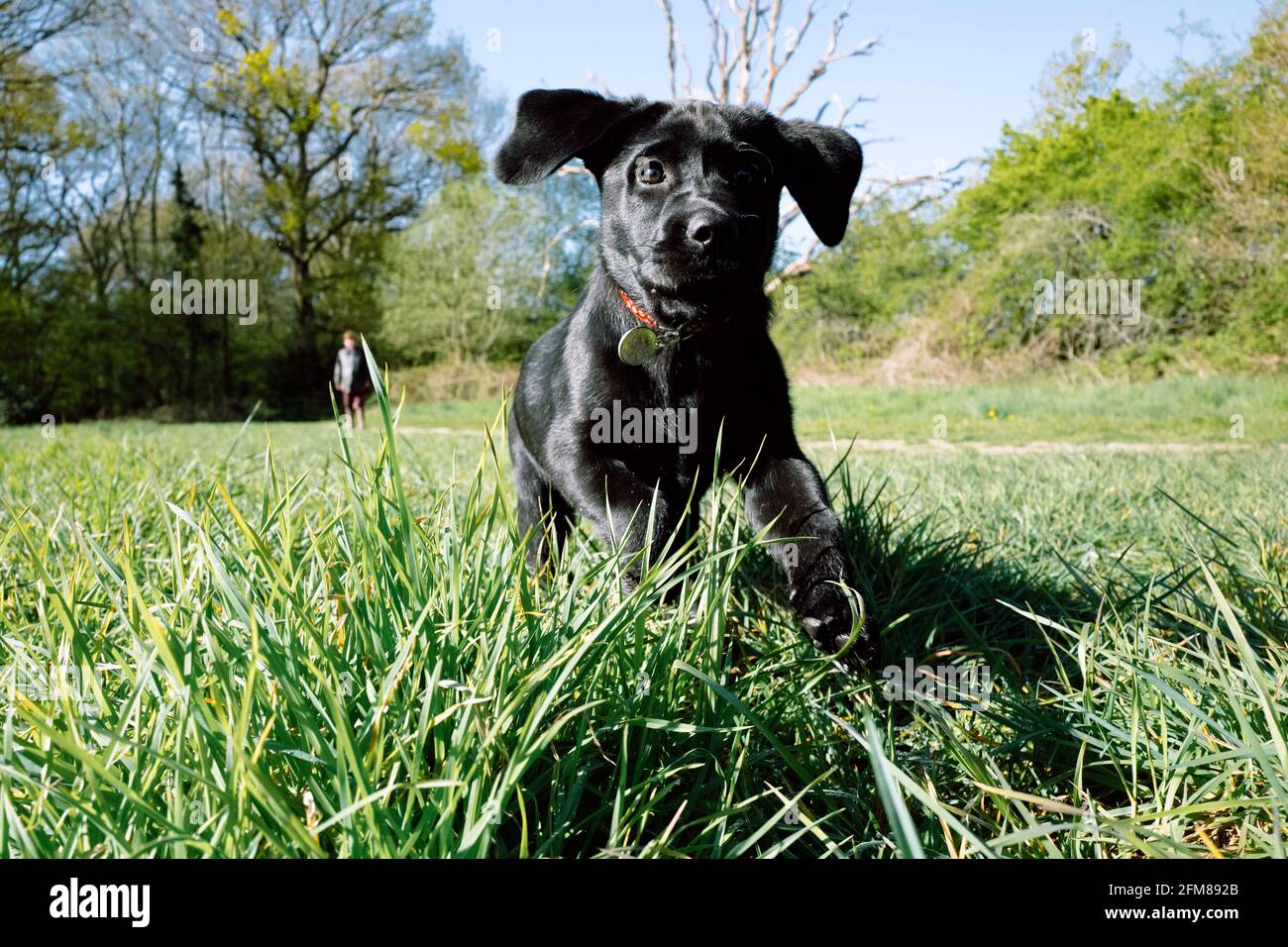 Zwölf Wochen alter schwarzer Labrador-Welpe, der auf einem Feld spielt Stockfoto