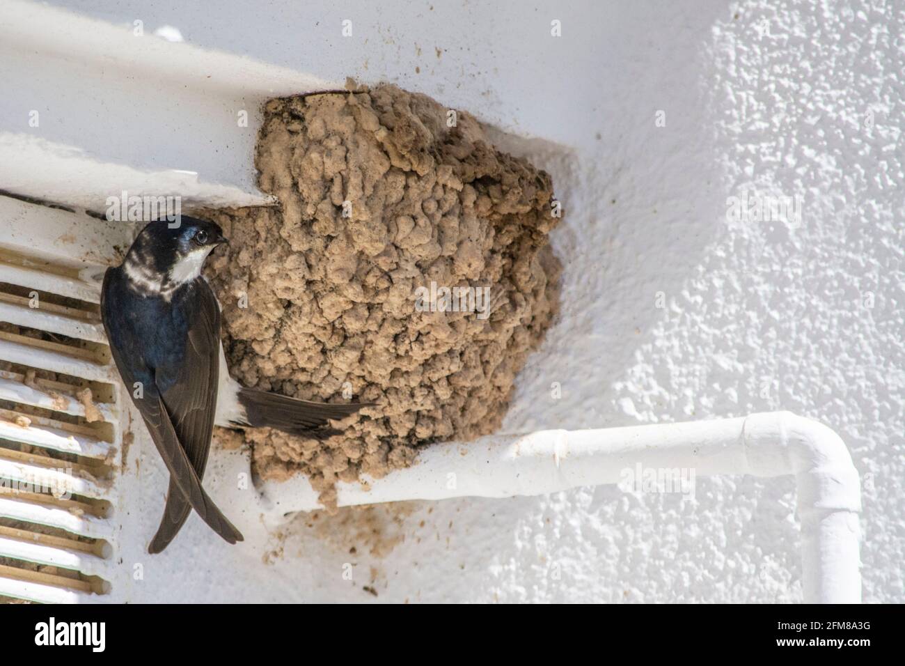 Haus Martins (delichon Urbicum) bauen ihre Nester unter dem Überhang eines Gebäudes. Stockfoto