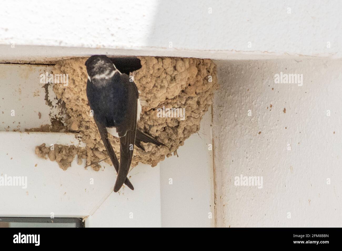Haus Martins (Delichon Urbicum) Bauen ihre Nester in der Ecke einer Terrassentür Stockfoto