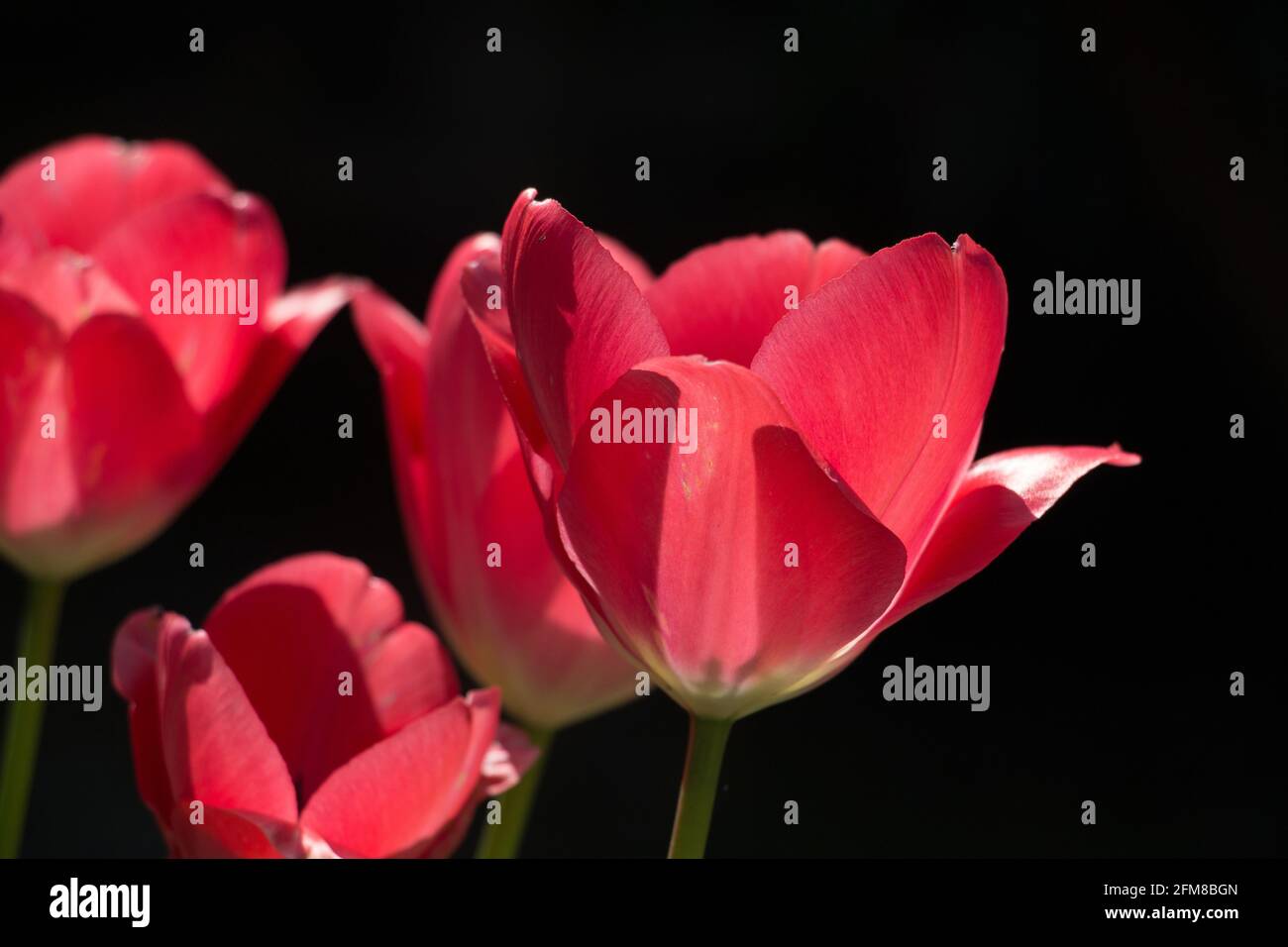 Sonnendurchflutete, leuchtend rote Tulpenblüten, Tulipa, blühend im Frühling, Nahaufnahme von der Seite, dunkler Hintergrund Stockfoto