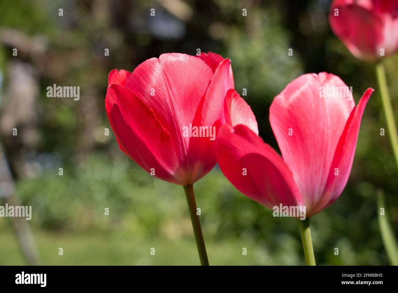 Zwei leuchtend rote Tulpenblüten, Tulipa, blühend im Frühling, Seitenansicht Stockfoto