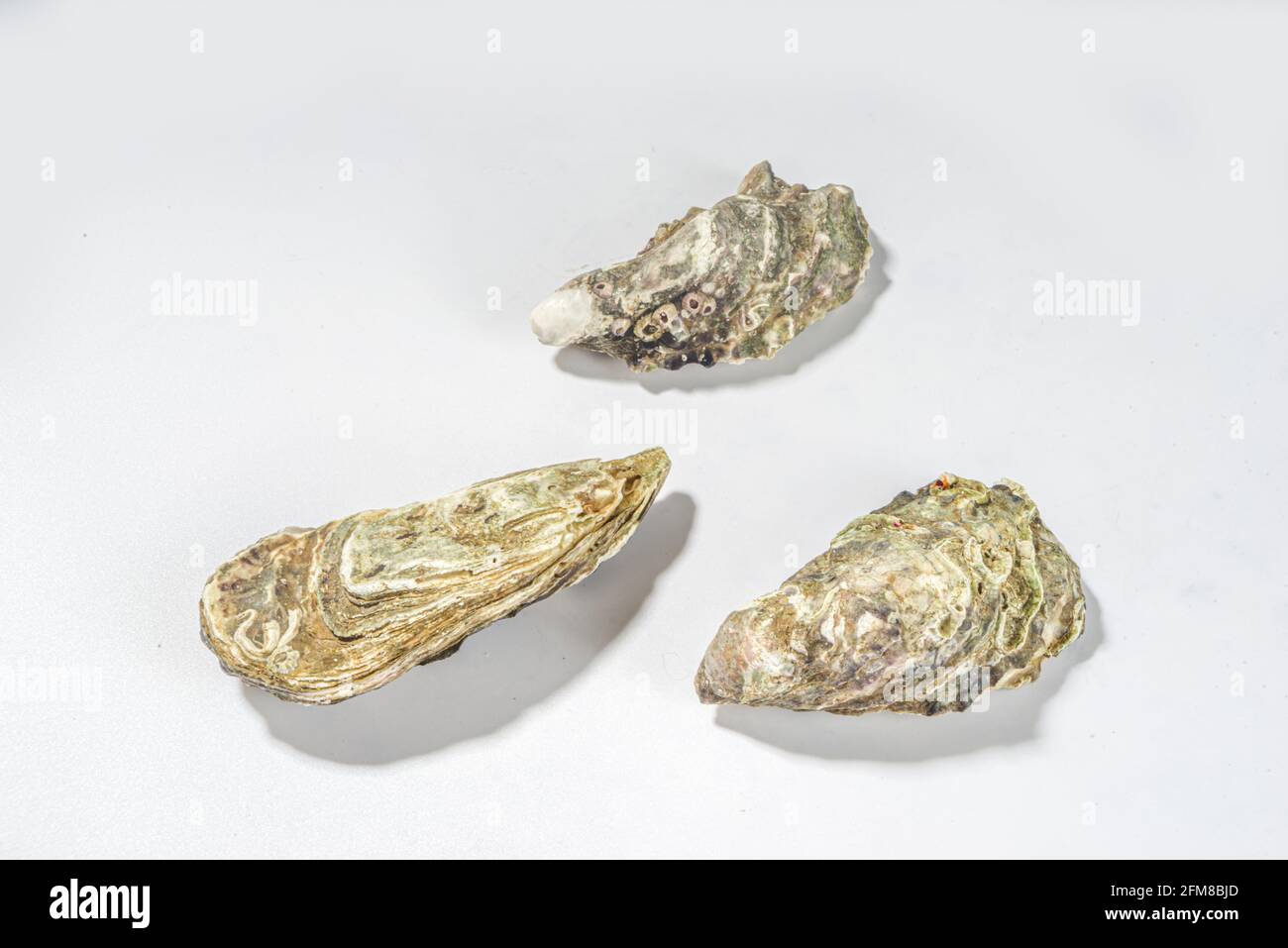 Geschlossene Austernschalen isoliert auf weißer Draufsicht Stockfoto