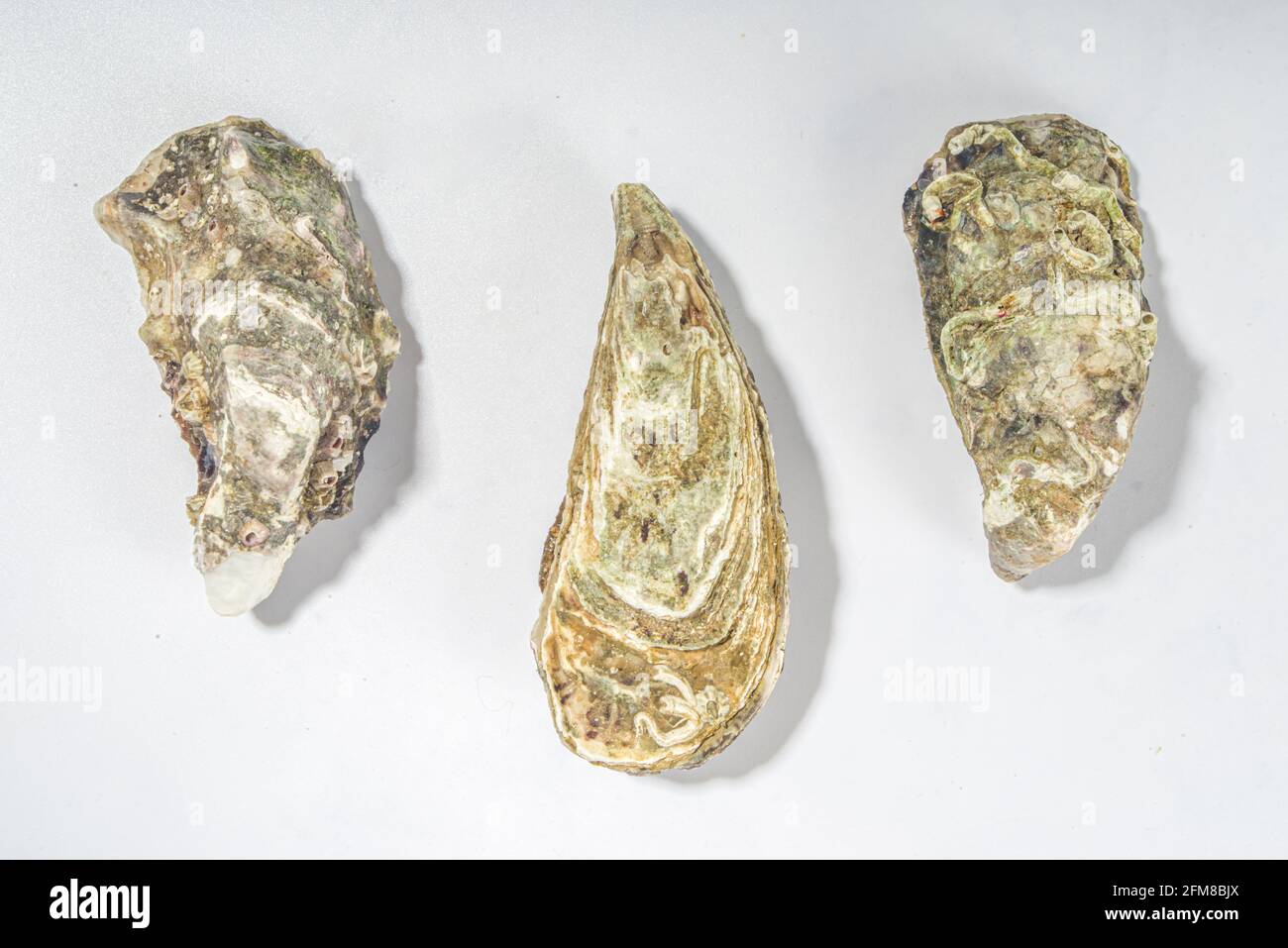 Geschlossene Austernschalen isoliert auf weißer Draufsicht Stockfoto