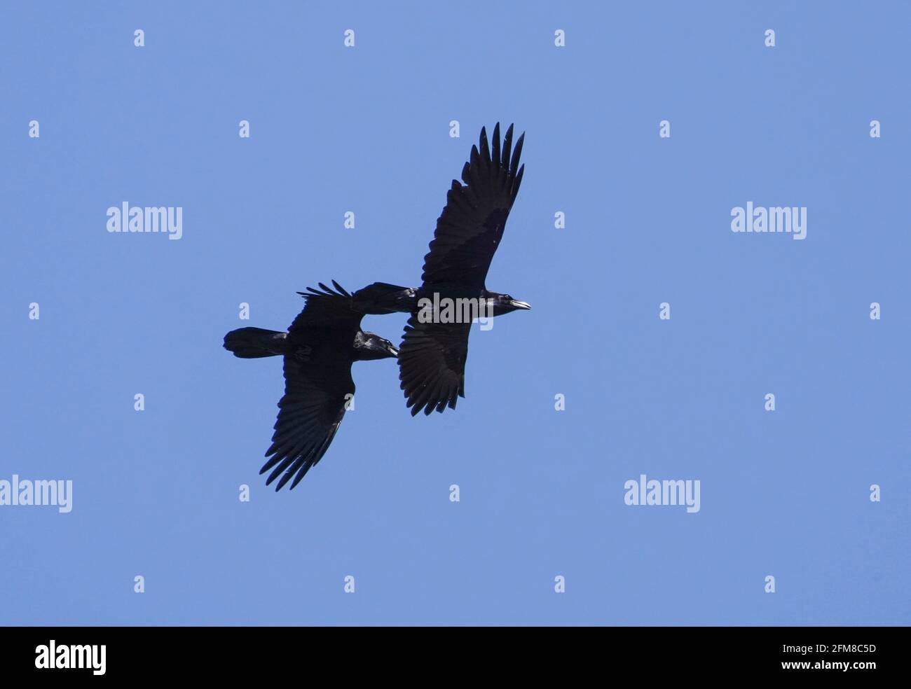Fliegender rabe -Fotos und -Bildmaterial in hoher Auflösung – Alamy