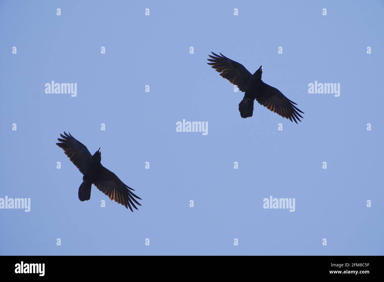 Gemeiner Rabe (Corvus corax) im Flug, ein paar Raben, nordeurasischer Rabe, Spanien. Stockfoto