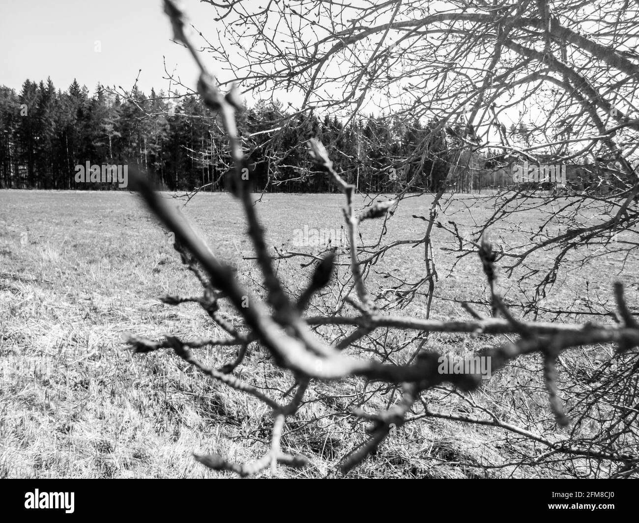 Graustufenaufnahme von Baumzweigen Stockfoto