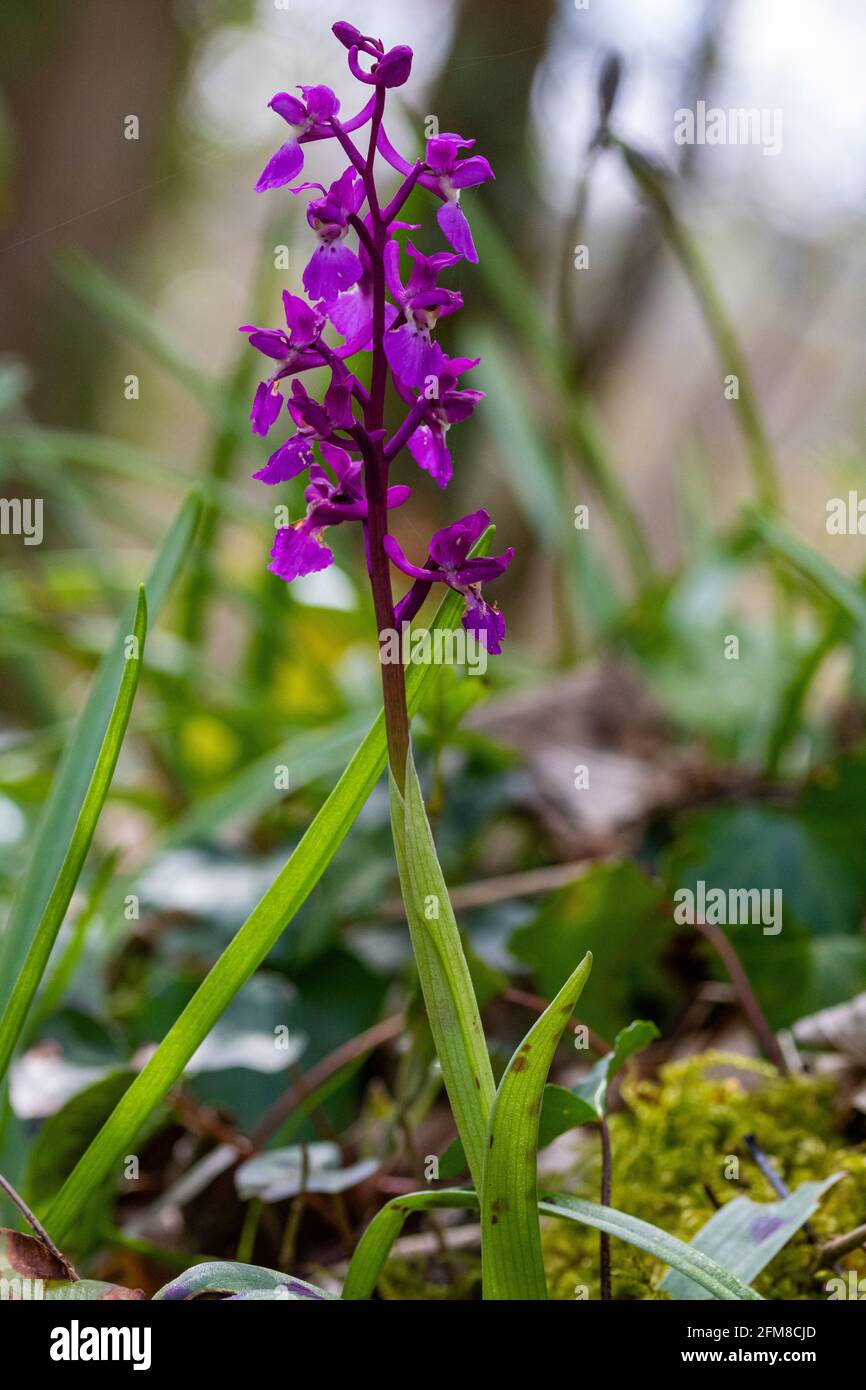 Nahaufnahme Detail eine frühe purpurne Orchideenblüte (Orchis mascula), die neben einem Waldweg wächst. Stockfoto Nahaufnahme Detail eine frühe purpurne Orchideenblüte (Orchis mascula), die neben einem Waldweg wächst. Stockfoto