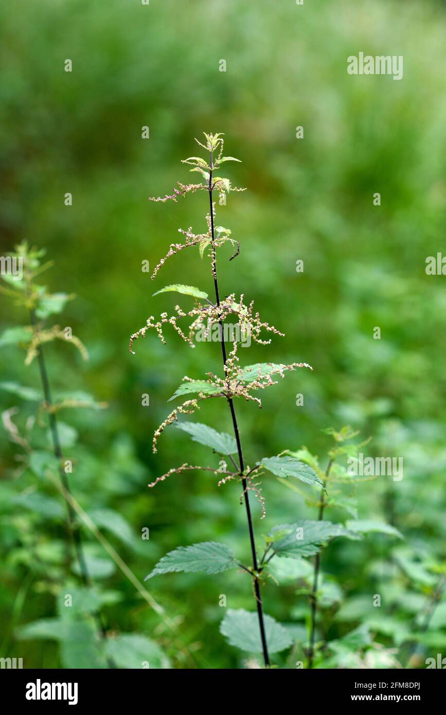 Junge Brennnessel wächst im Garten. Selektiver Fokus. Stockfoto
