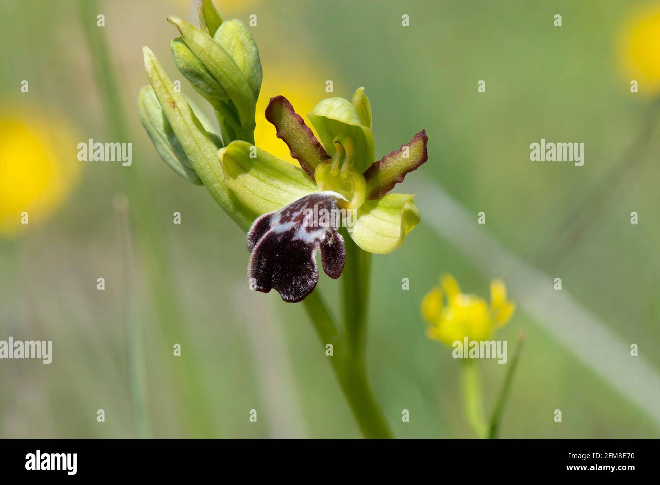 Düstere Biene - Orchidee, Ophrys algarvensis, Andalusien, Südspanien. Stockfoto