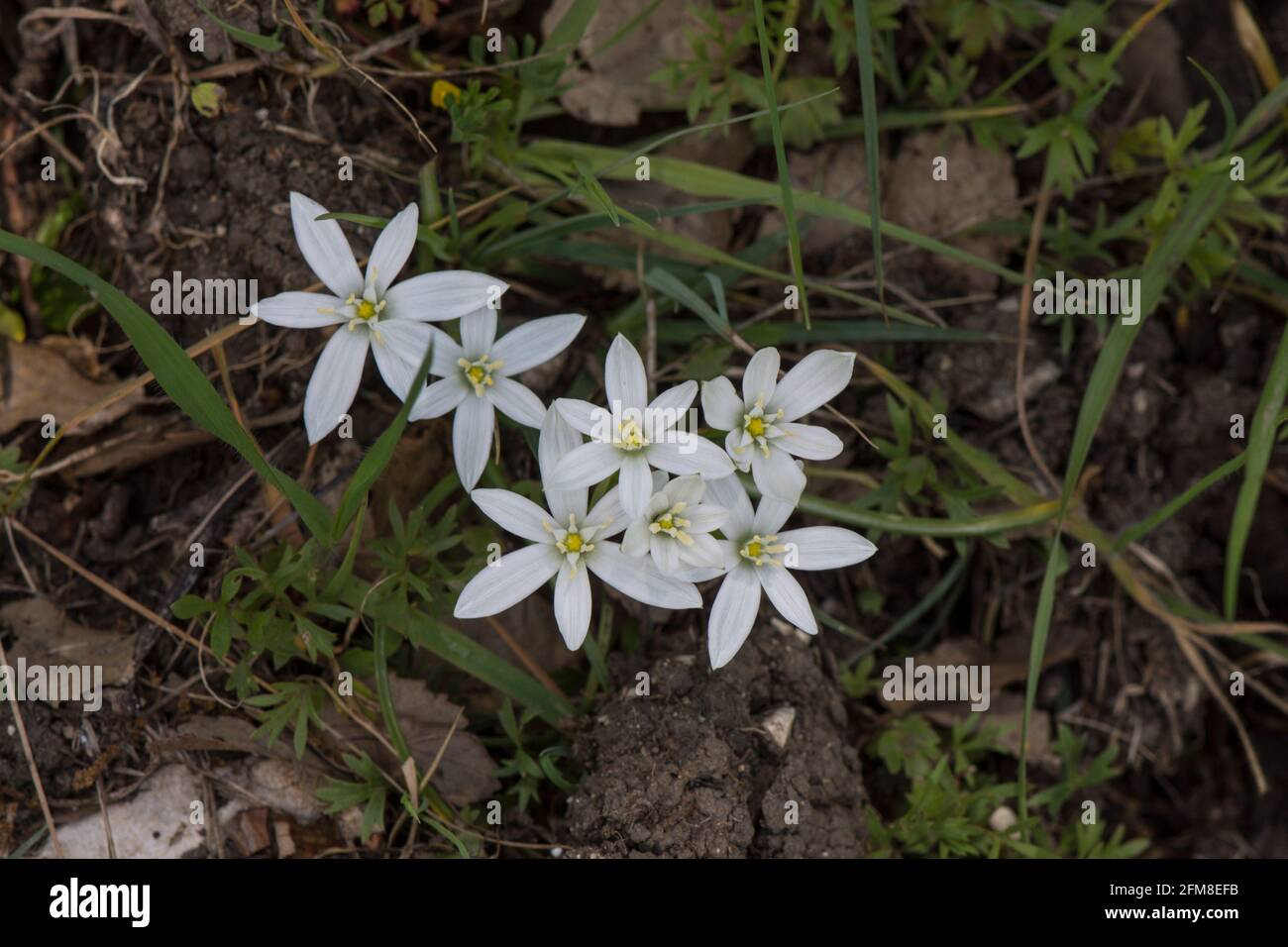 Gartenstern von Bethlehem, Graslilie, Ornithogalum umbellatum, Wildblume in Andalusien, Spanien. Stockfoto