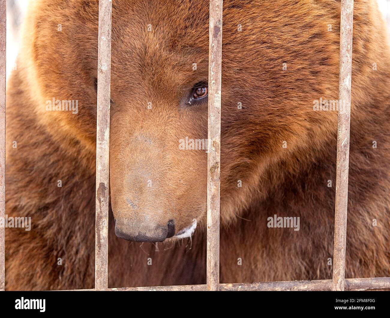 Braunbär in einem Käfig in Kamtschatka Stockfoto