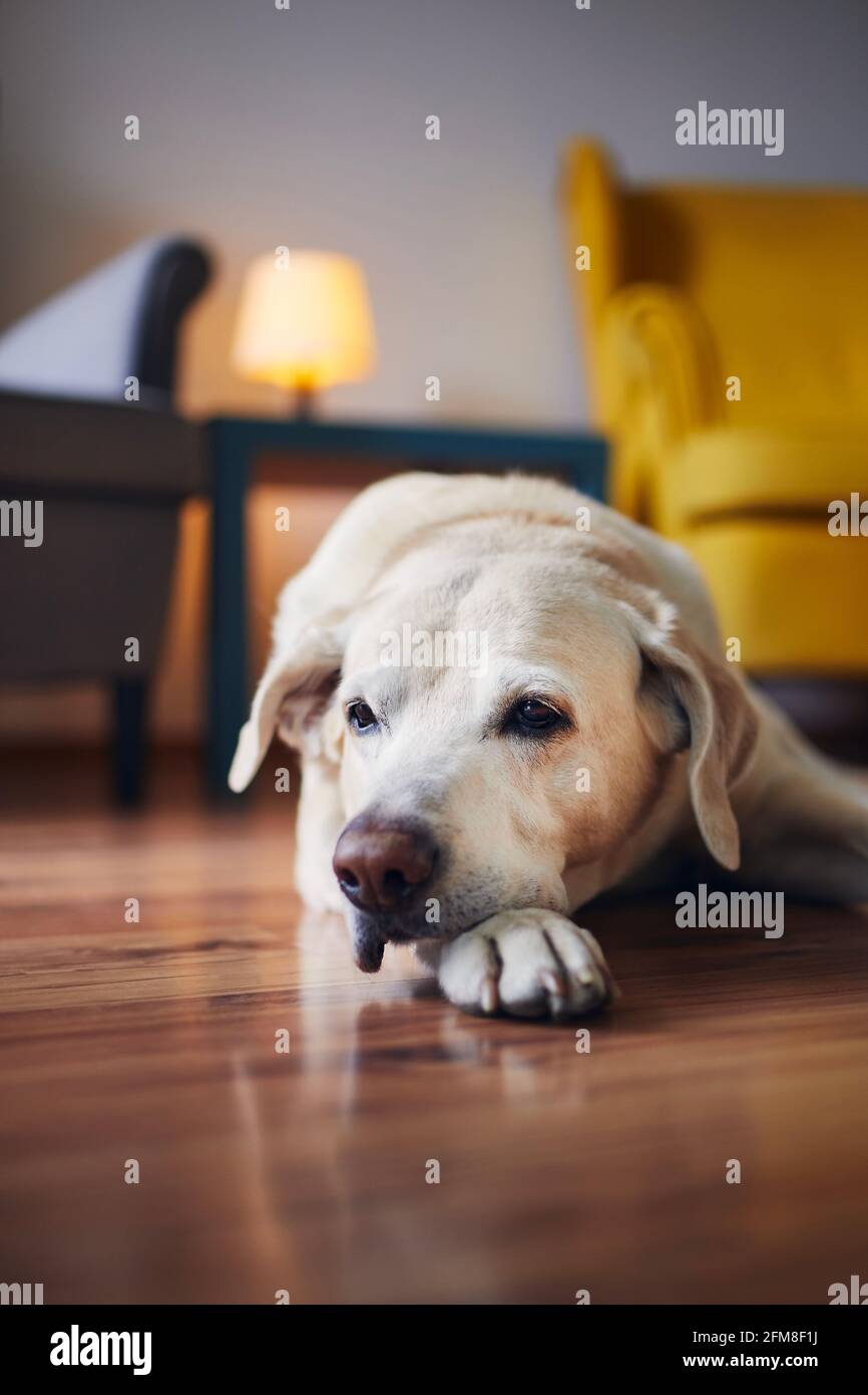 Häusliches Leben mit Haustieren. Porträt eines älteren Hundes zu Hause. Gelangweilter labrador Retriver, der sich gegen Stühle legt. Stockfoto