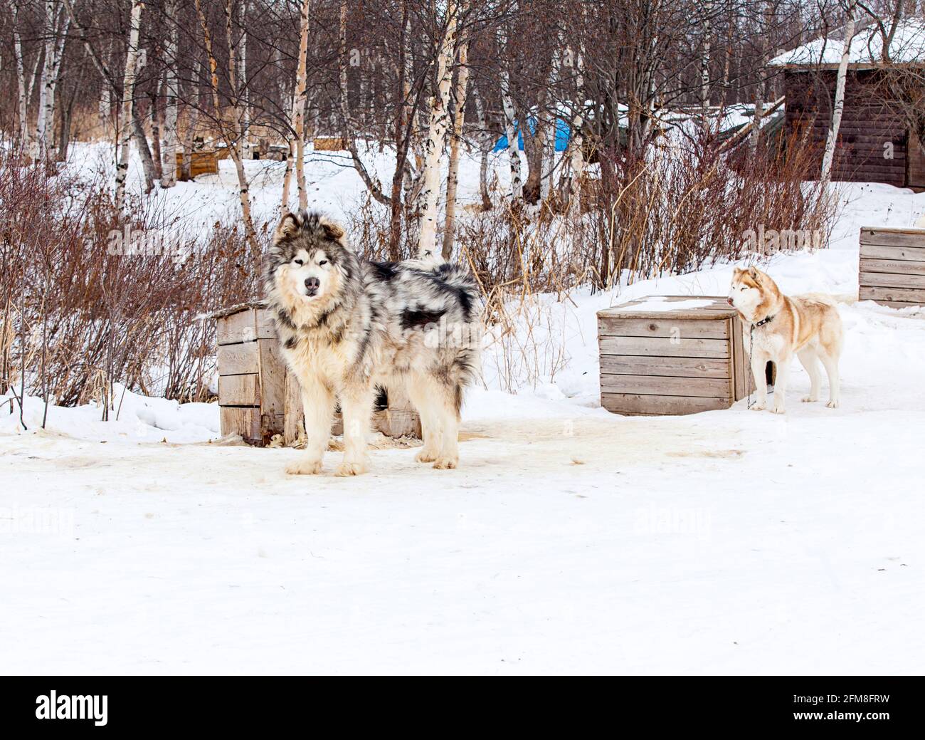 Rote Malamute Stockfotos Und Bilder Kaufen Alamy