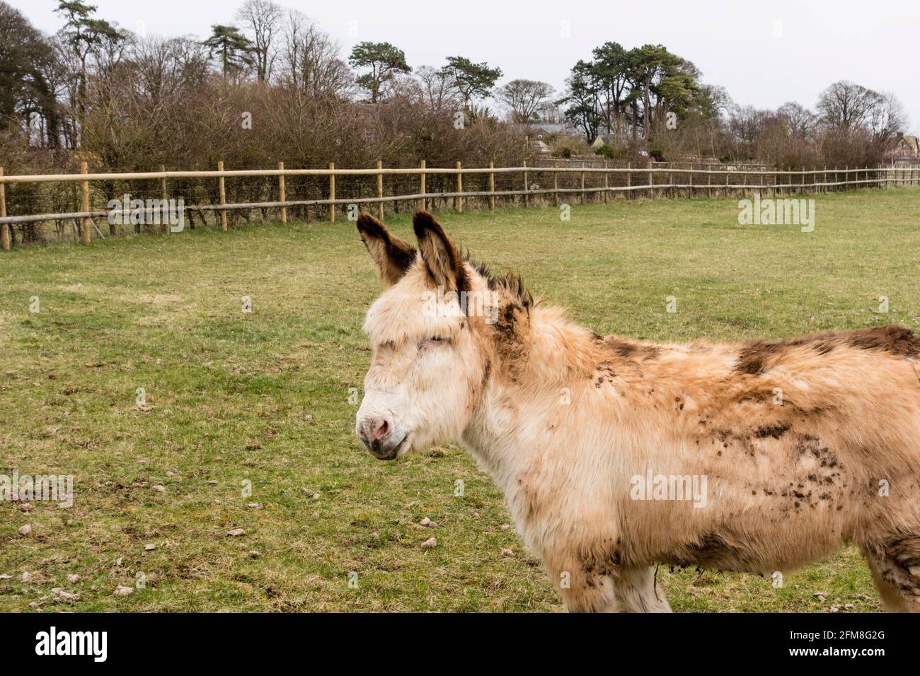 Esel im Kleinbetrieb, Minchinhampton Common, Gloucestershire Stockfoto