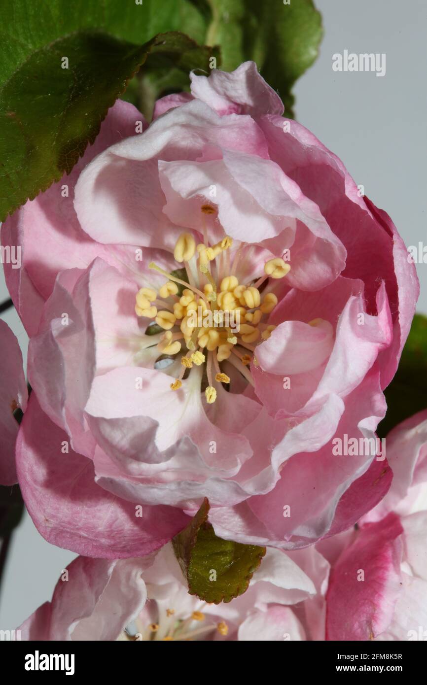 Rosa Kirschblüte Blüte Nahaufnahme Hintergrund Prunus serrulata Familie rosaceae Moderne botanische Großformatdrucke Stockfoto