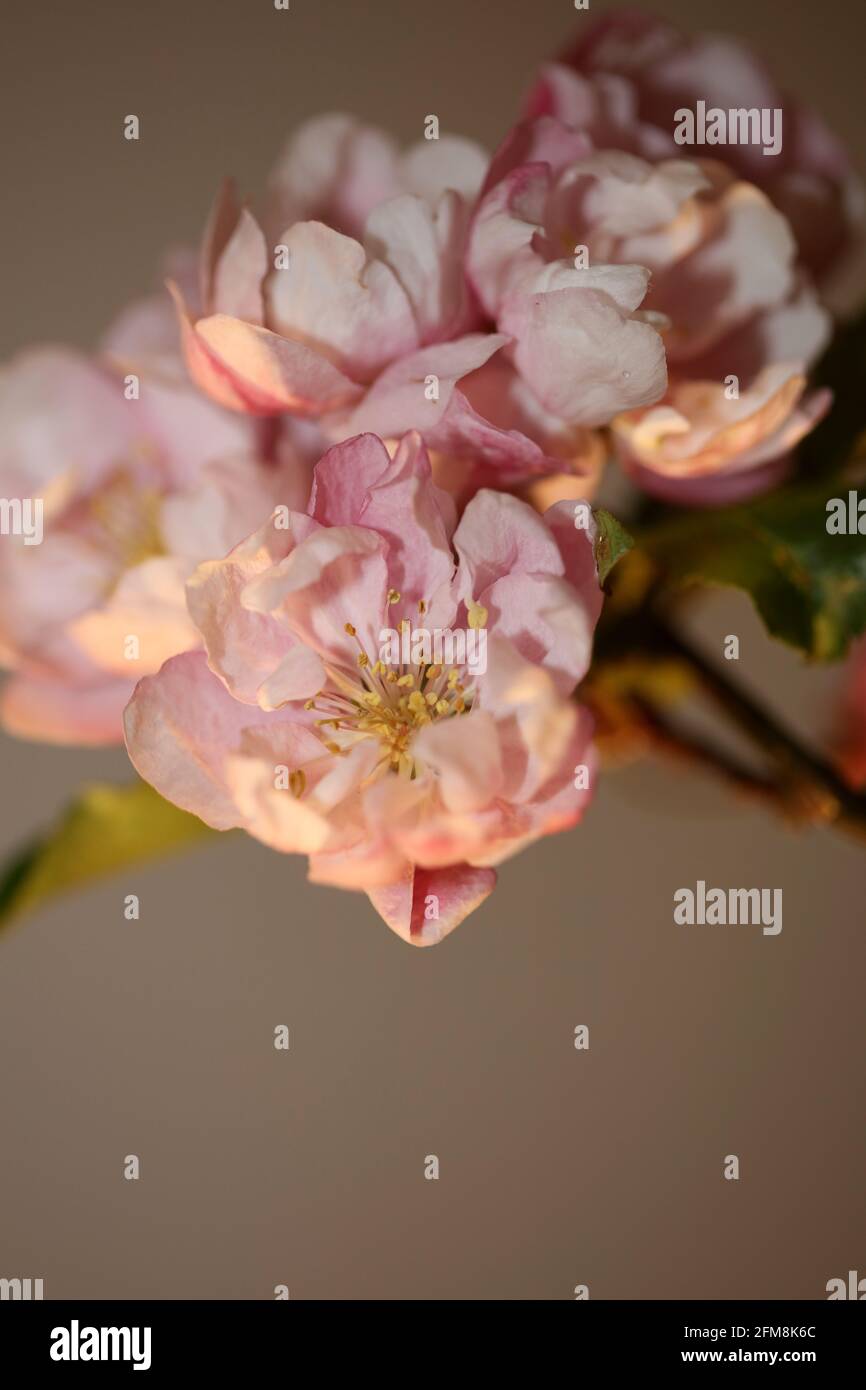 Rosa Kirschblüte Blüte Nahaufnahme Hintergrund Prunus serrulata Familie rosaceae Moderne botanische Großformatdrucke Stockfoto