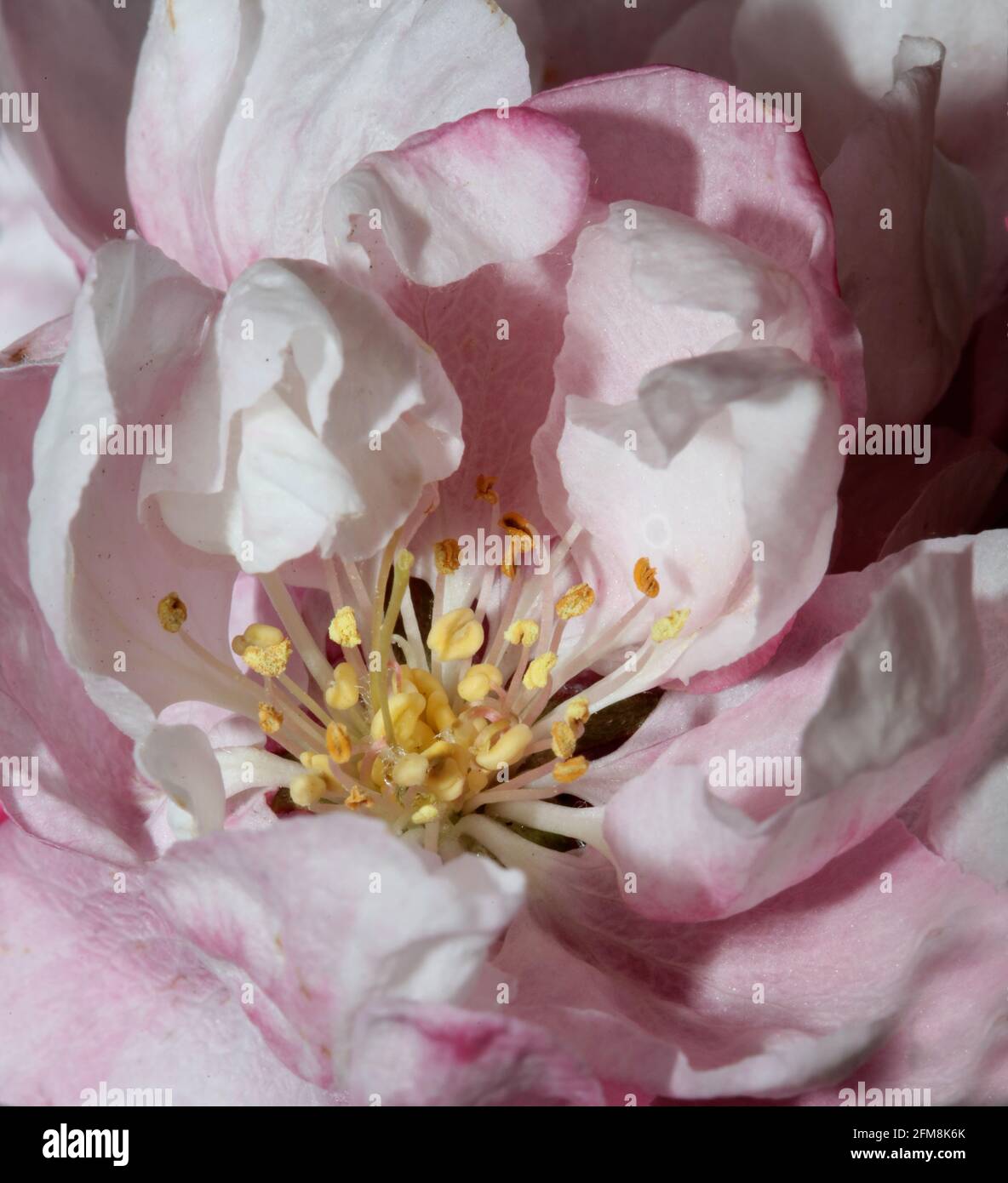 Rosa Kirschblüte Blüte Nahaufnahme Hintergrund Prunus serrulata Familie rosaceae Moderne botanische Großformatdrucke Stockfoto