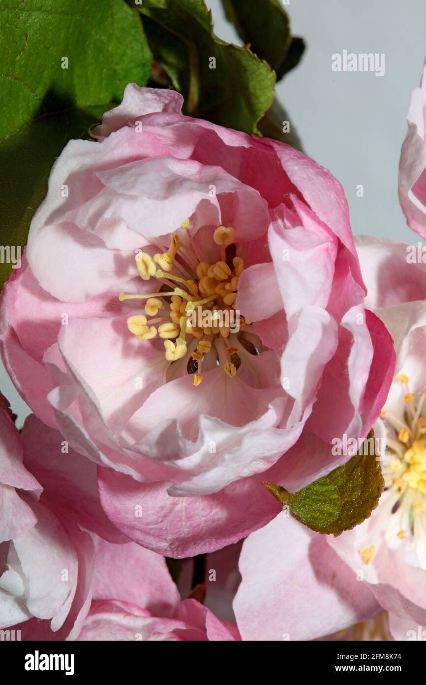 Rosa Kirschblüte Blüte Nahaufnahme Hintergrund Prunus serrulata Familie rosaceae Moderne botanische Großformatdrucke Stockfoto