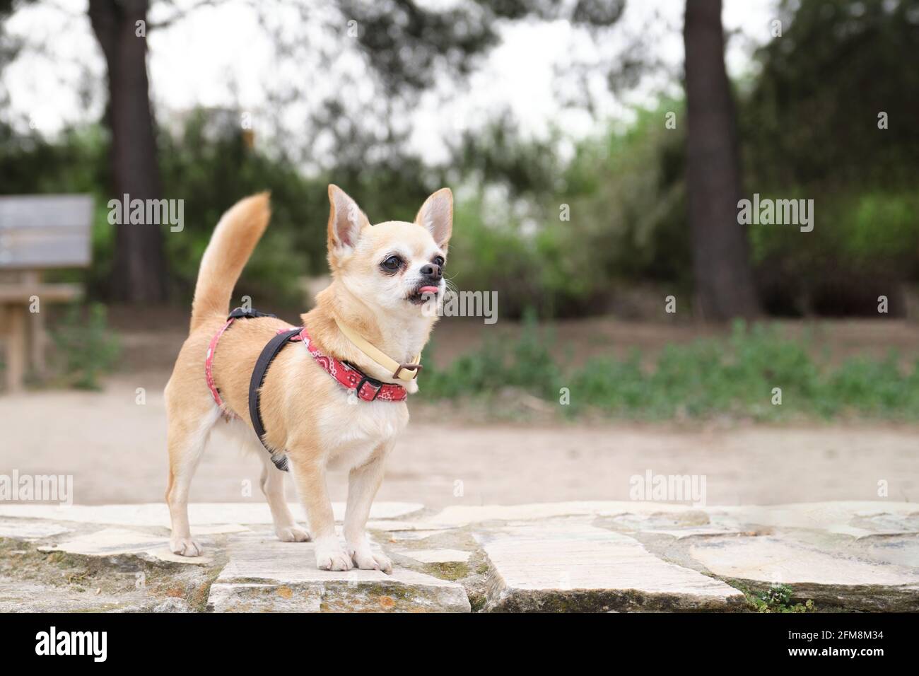 Chihuahua mit der Zunge, die in einem Park in einem Geschirr hängt. Kleiner weißer und brauner Hund. Stockfoto