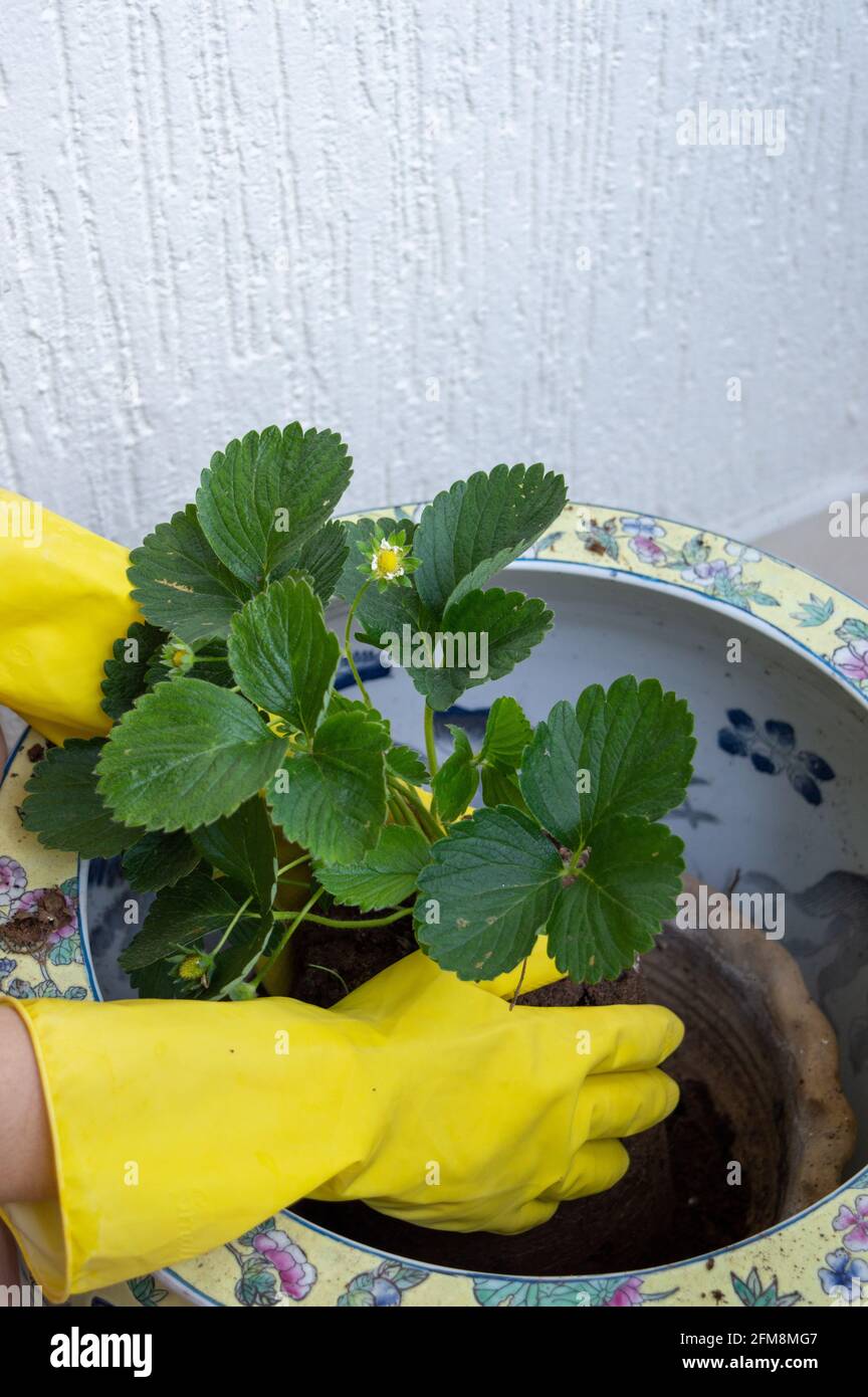 Der Prozess des Pflanzens von Erdbeeren in einem Topf mit Erde. Hände in gelben Handschuhen Stockfoto