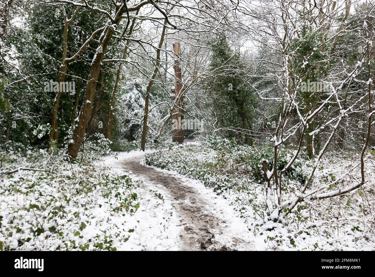 Verschneite Winterwälder Stockfoto