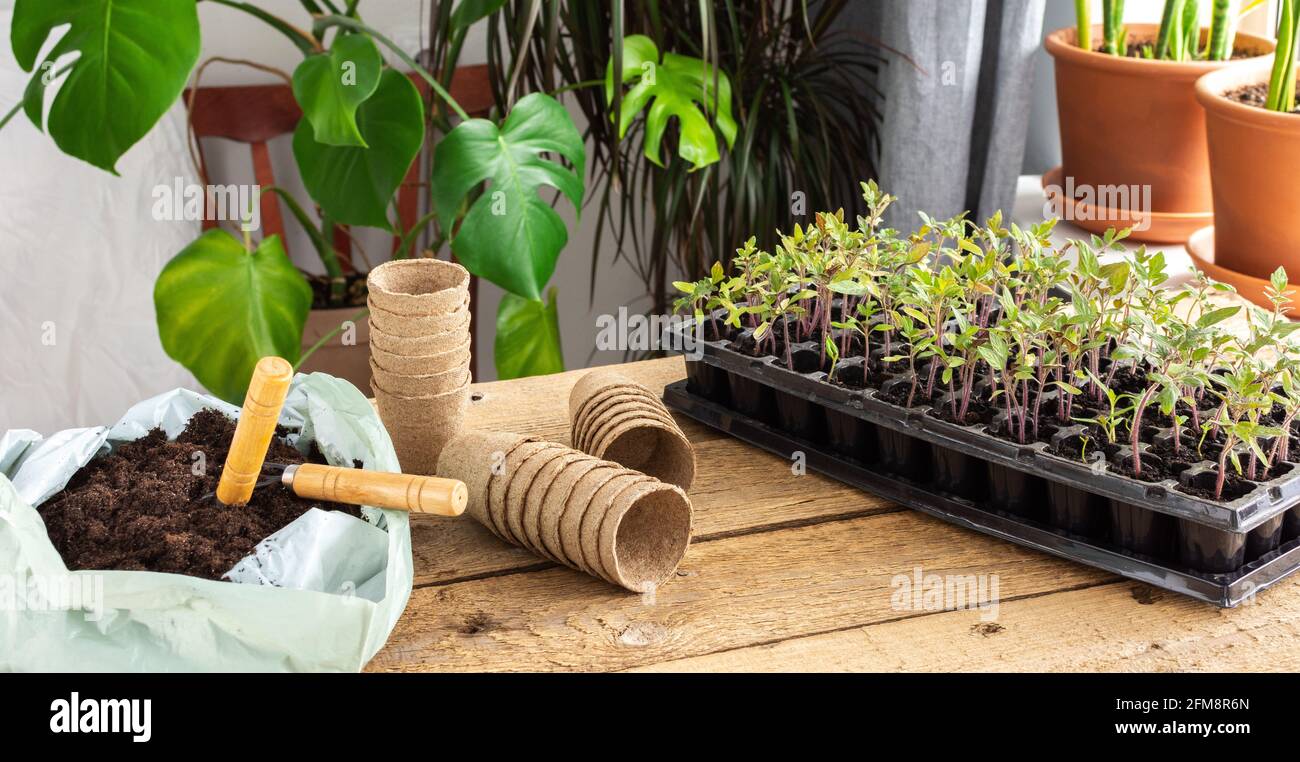 Junge grüne Tomatensämlinge in einer speziellen Kunststoffform auf einem hölzernen Hintergrund, die Setzlinge verpflanzen, in umweltfreundlichen Töpfen ausstechen Stockfoto